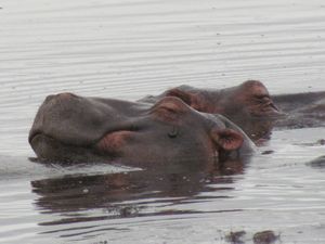 Sleeping hippos