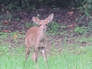 A Duiker at our campsite