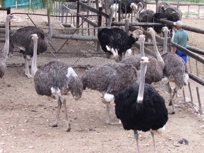 The ostrich farm