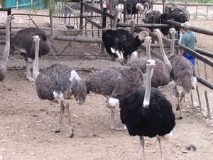 The ostrich farm