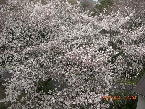 Sakura trees