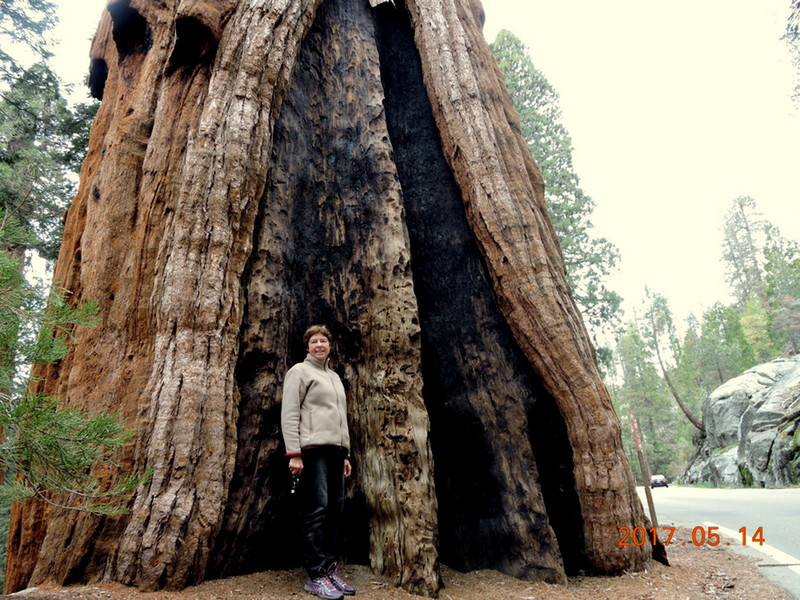 Sequoias Géants