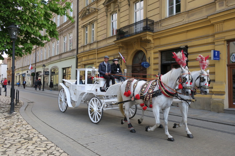 Beautiful horses in the city square. 