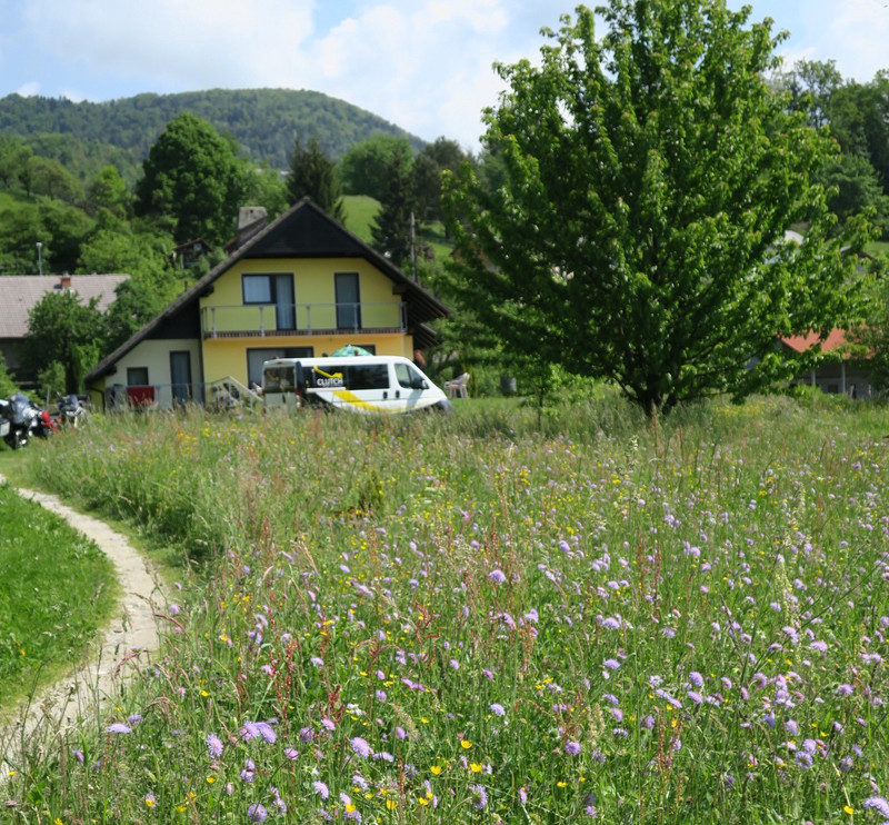 Spring meadow in front of Rozle's parents' home in Slovenia. 