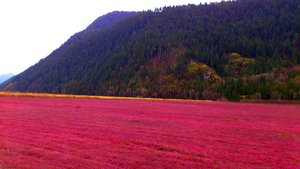  Cranberry field