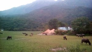 Grazing Buffaloes in Pui O