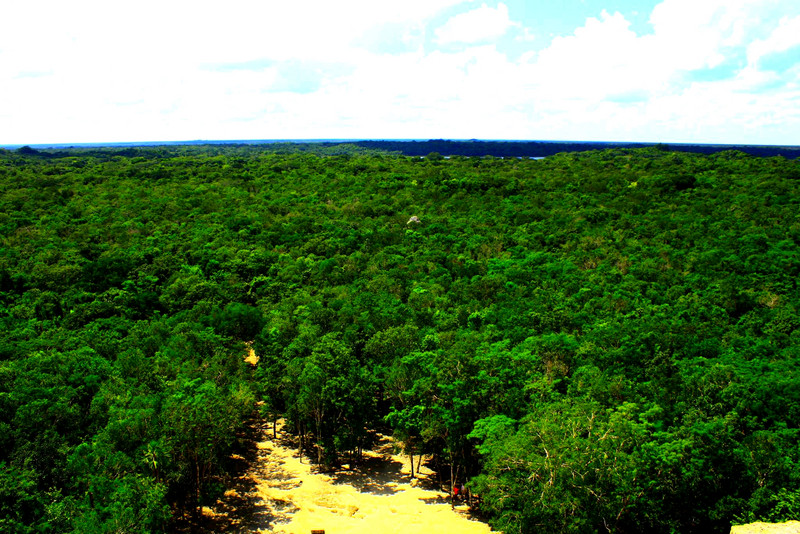  Beautiful view of the Yucatan forest
