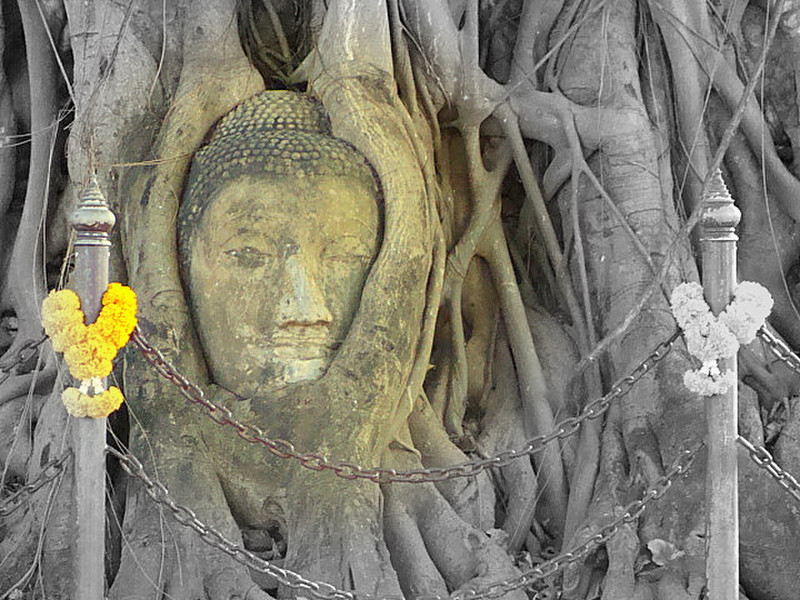 Head of Buddha imprisoned in the tree