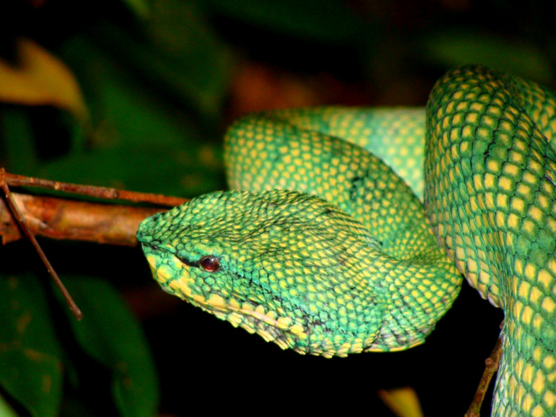  Grass Green Whip snake