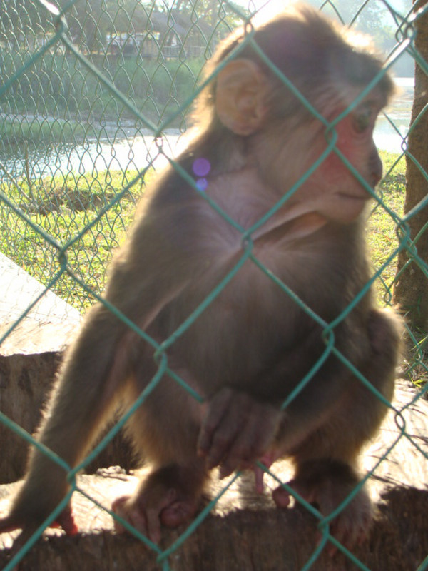 Caged monkey, "the sad signs of tourism".