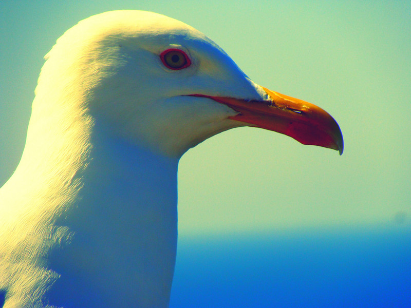 Marvellous yellow-legged seagull