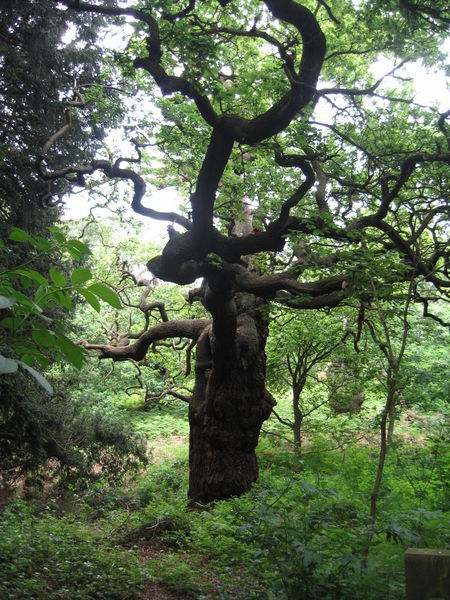 Another Wicked Oak
