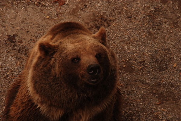 Bear at Bern