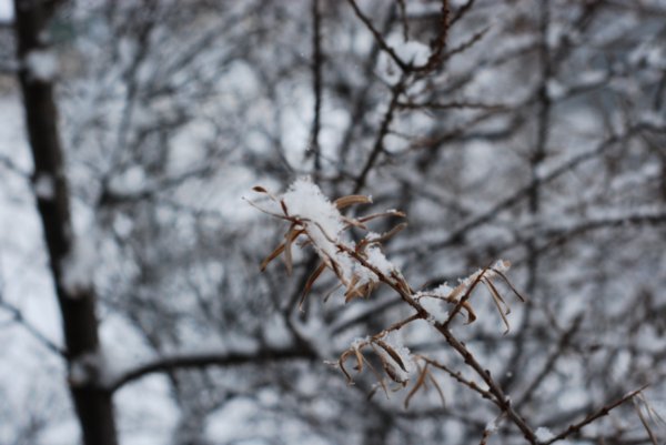 Snow ... looks so nice through the camera lens