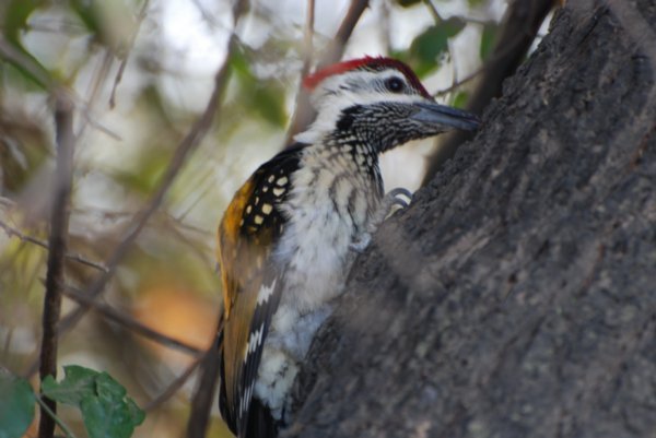 Golden Woodpecker