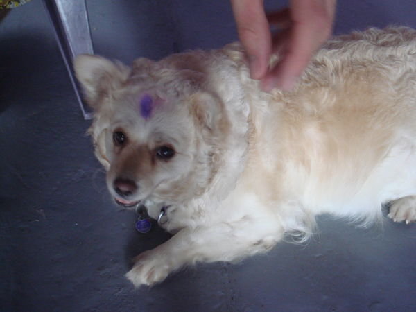 Even Fluffy the dog couldn't escpase the crazy owners love of purple