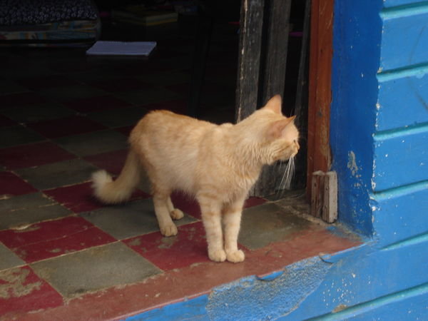San Carlos Cat
