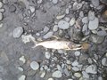 Dead silver salmon