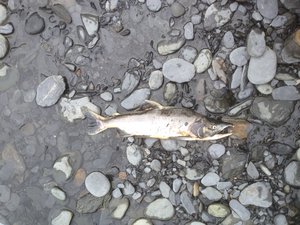 Dead silver salmon