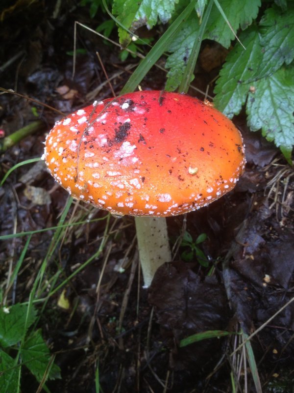 Pretty Red Mushroom