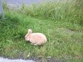 Seward Ferel Bunny