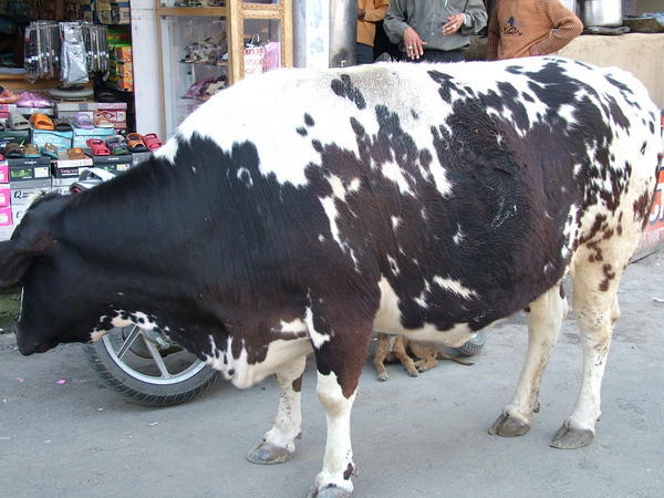 Fattest cow ever in Chamba town
