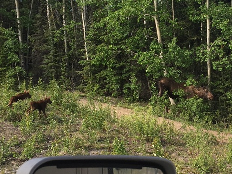  Mother moose  and two calves. 