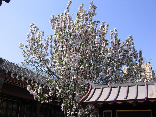 A blooming tree in the Hutongs