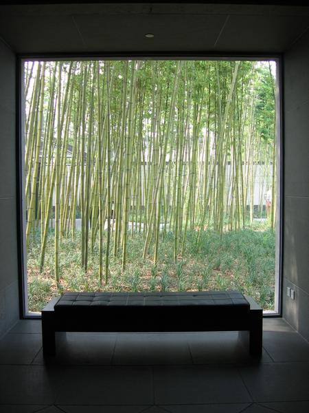 Bamboo through the museum window