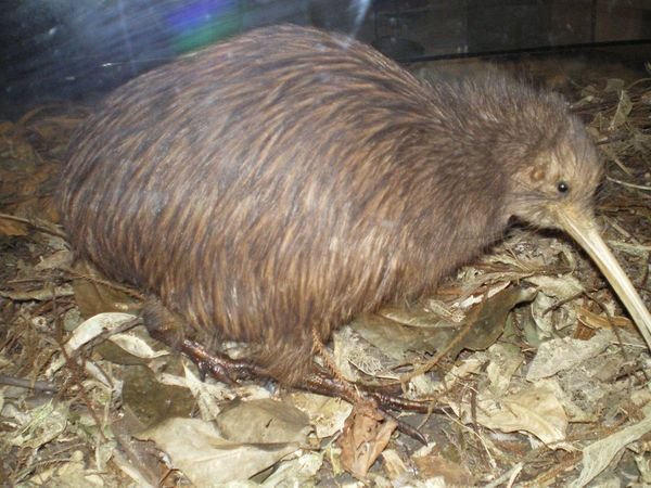 Kiwi - Neuseelands Wappentier