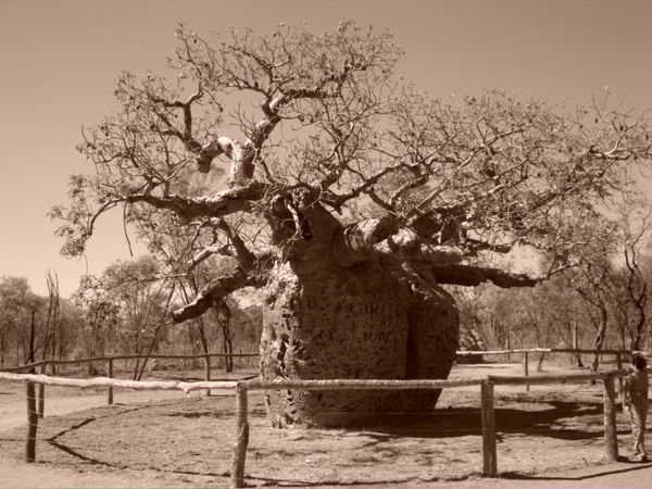 Big Fat Boab Tree