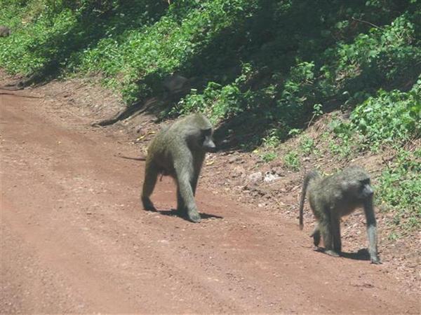More Baboons