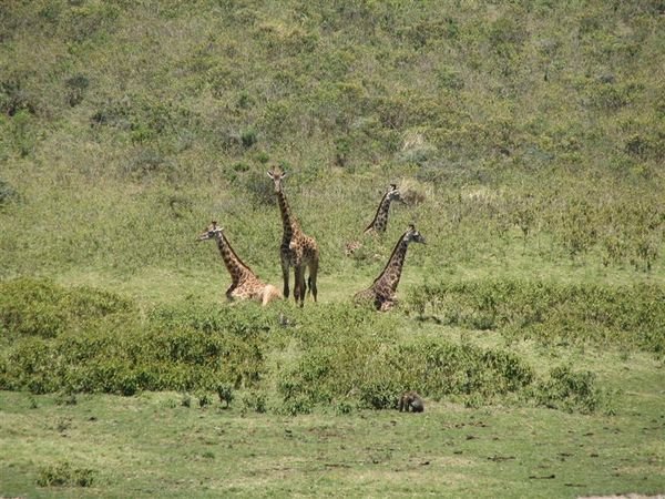 More Giraffes