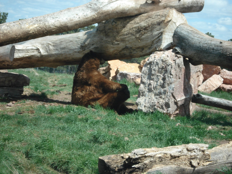 Bear holding onto foot balancing on its bottom