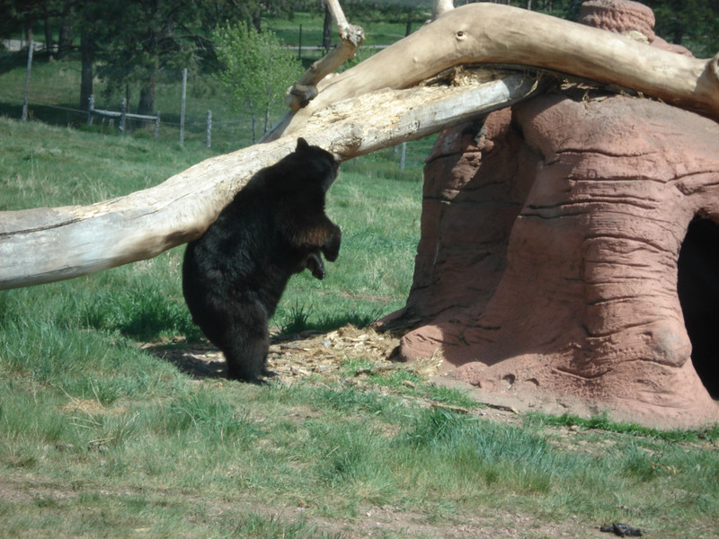 Bear scratching its back