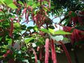 Chenille in Olbrich Conservatory