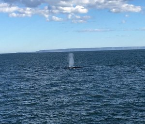 Whale blowing