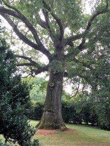 300 year old tree at Highland
