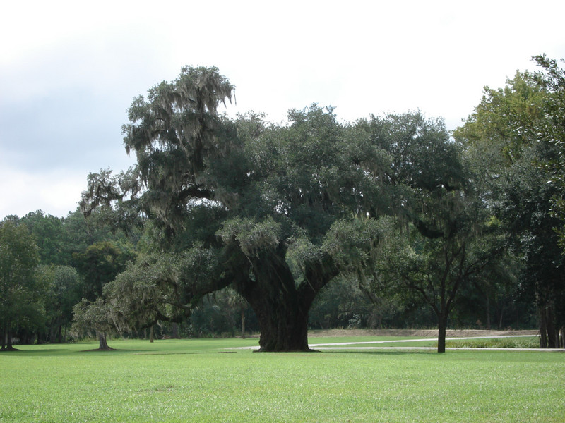 Oak Tree with moss