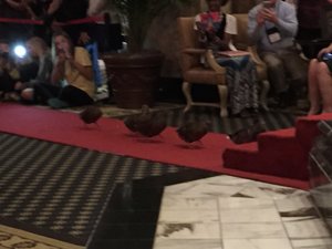 Peabody Hotel Duck March from roof to lobby
