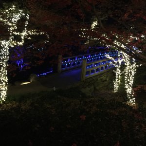 Garvan Woodland Gardens Christmas Light Display 2