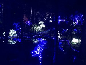 Garvan Woodland Gardens Christmas Light Display 3