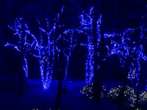 Garvan Woodland Gardens Christmas Light Display 4