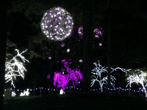 Garvan Woodland Gardens Christmas Light Display 14