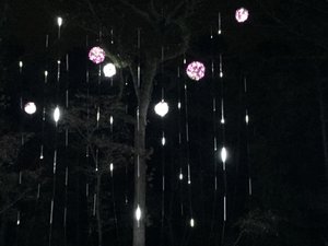 Garvan Woodland Gardens Christmas Light Display 15