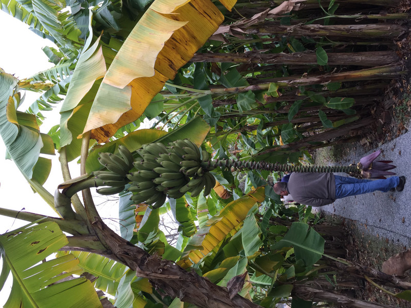 Laura Plantation Banana Trees