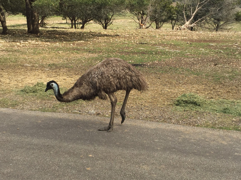 Natural Bridges Wildlife Park - Emu
