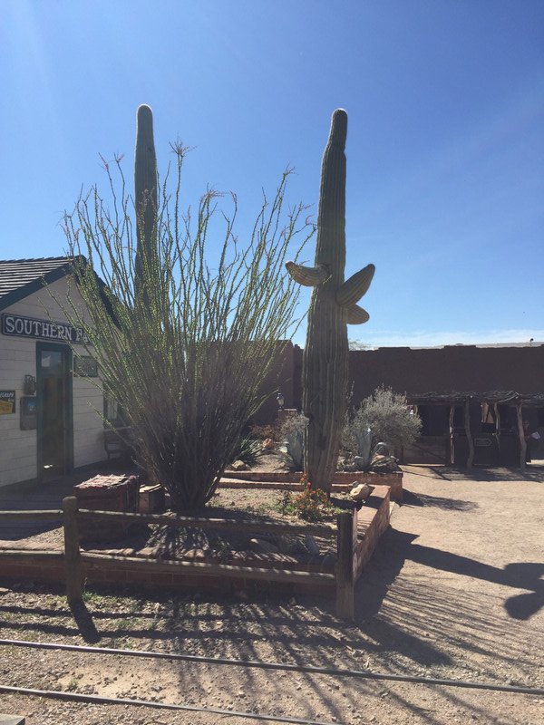Old Tucson Cacti