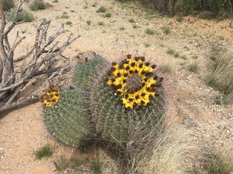 Blooming Barrel Cacti