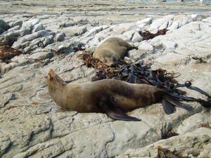 Fir Seals
